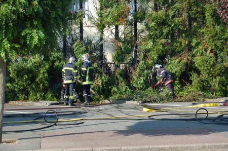 Feu de v�g�tation